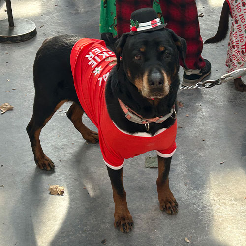 Dog Costume Contest