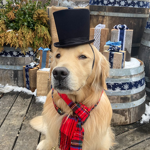 Dog Friendly Faire